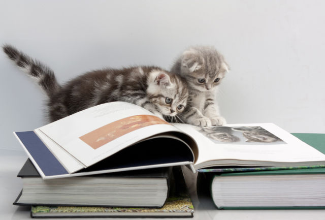 cats are reading a book